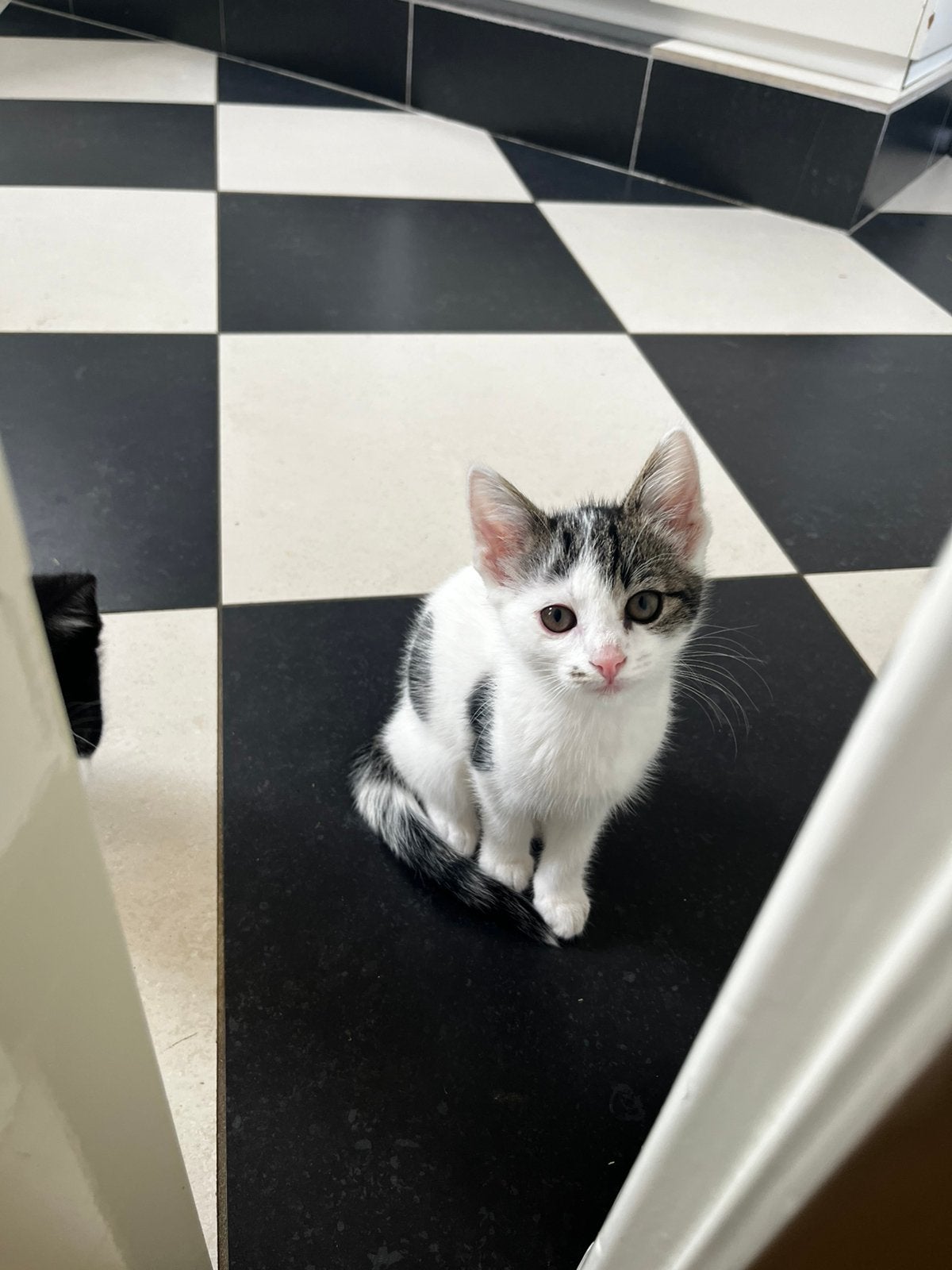 Lieve kittens te koop!, Meerdere dieren