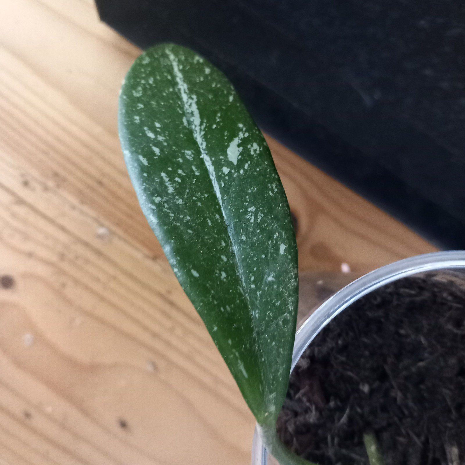 Hoya pubicalyx silver stek nr 115, Huis en Inrichting, Ophalen of Verzenden, Halfschaduw, Minder dan 100 cm