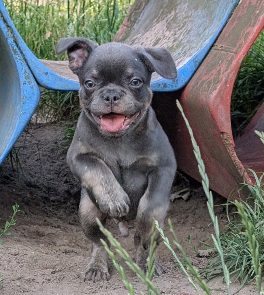 nieuwe nederlandse franse bulldog reutje, Parvo, Reu, 8 tot 15 weken, Bulldog