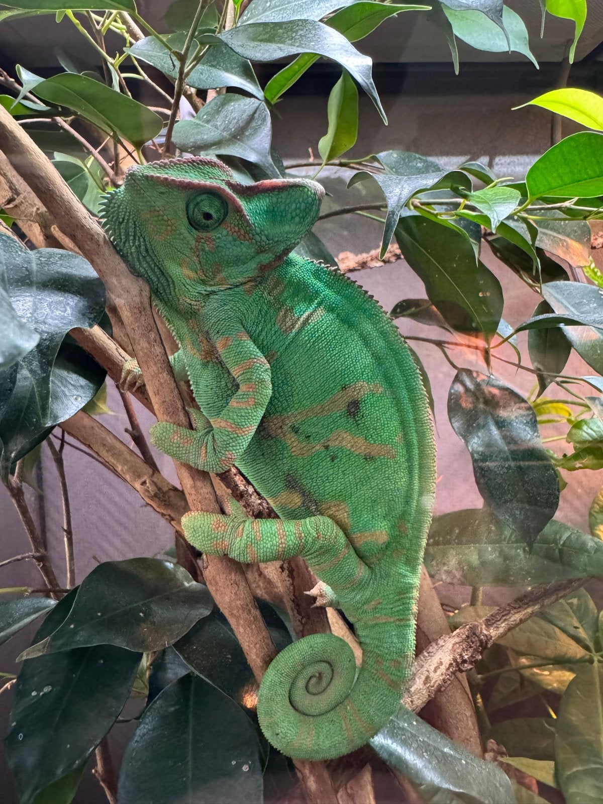 Mooie jemen kameleon vrouw ongeveer 1 jaar oud, 0 tot 2 jaar