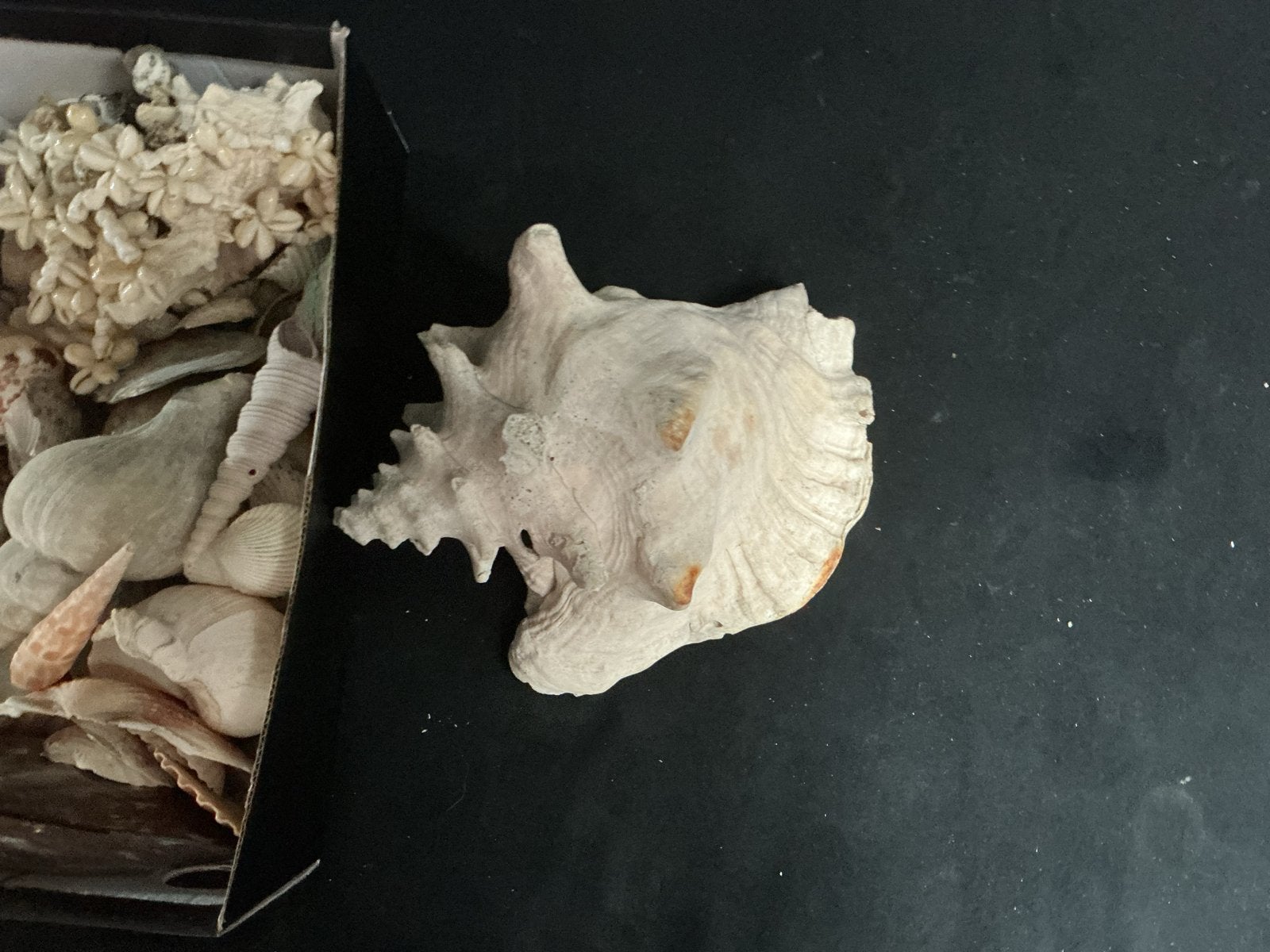 Diverse schelpen en koraal voor decoratie of verzameling, Ophalen of Verzenden, Gebruikt