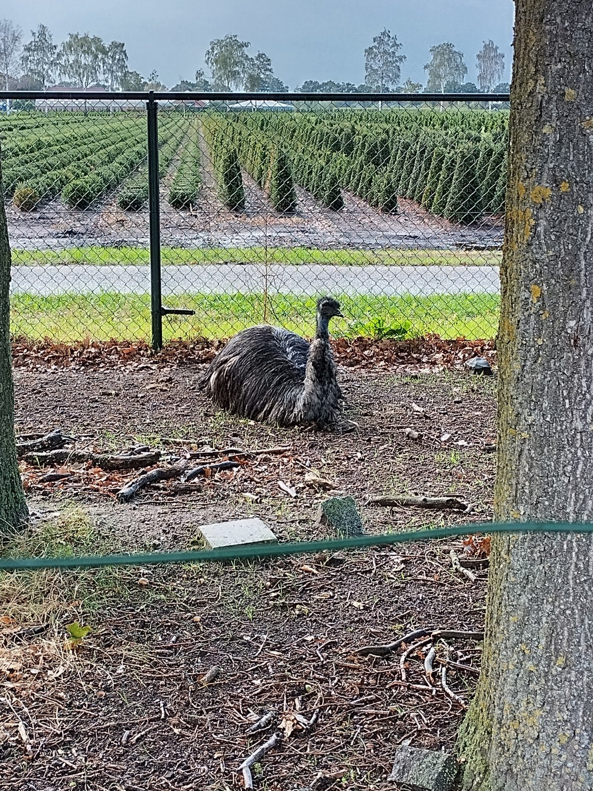 te koop emoe haan, Dieren en Toebehoren, Maart, Mannelijk