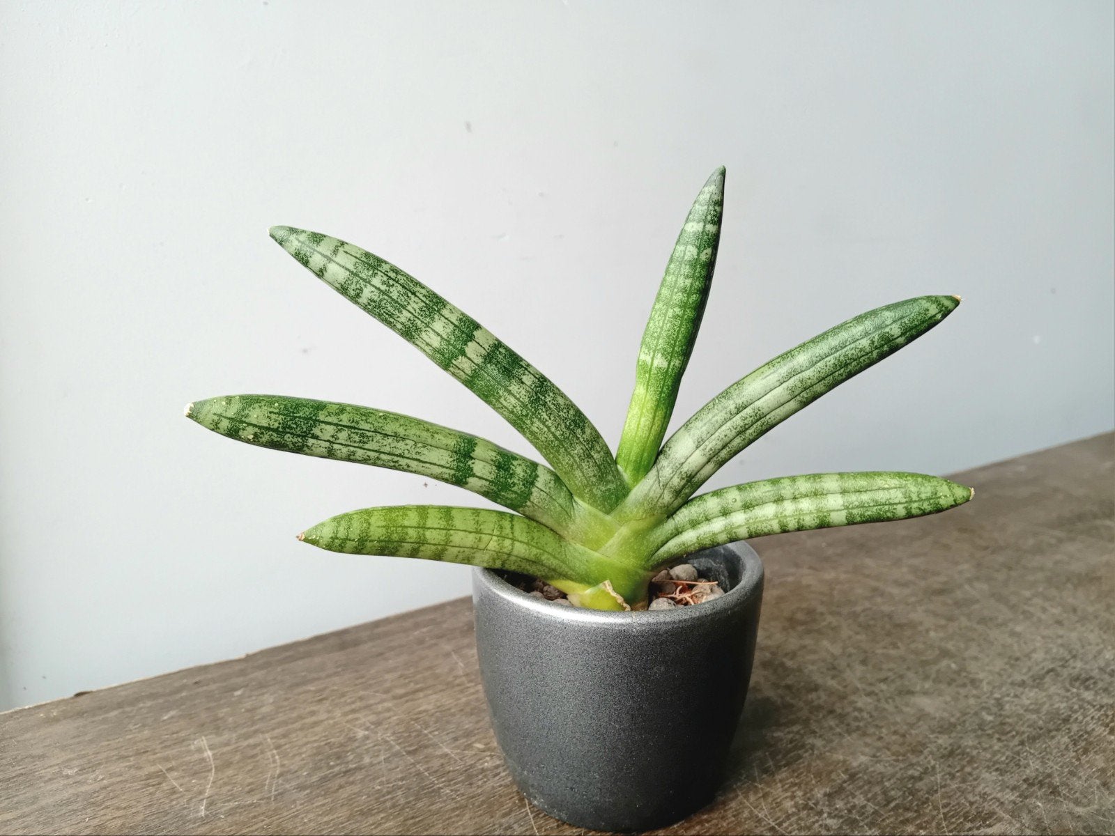 Sanseveria 15cm, Huis en Inrichting, Kamerplanten, Ophalen, Overige soorten, Halfschaduw, In pot