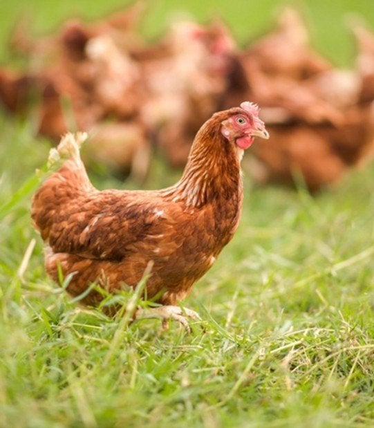 MOOIE JONGE BRUINE LEGHENNEN,,  inname oude mogelijk..., Vrouwelijk, Kip