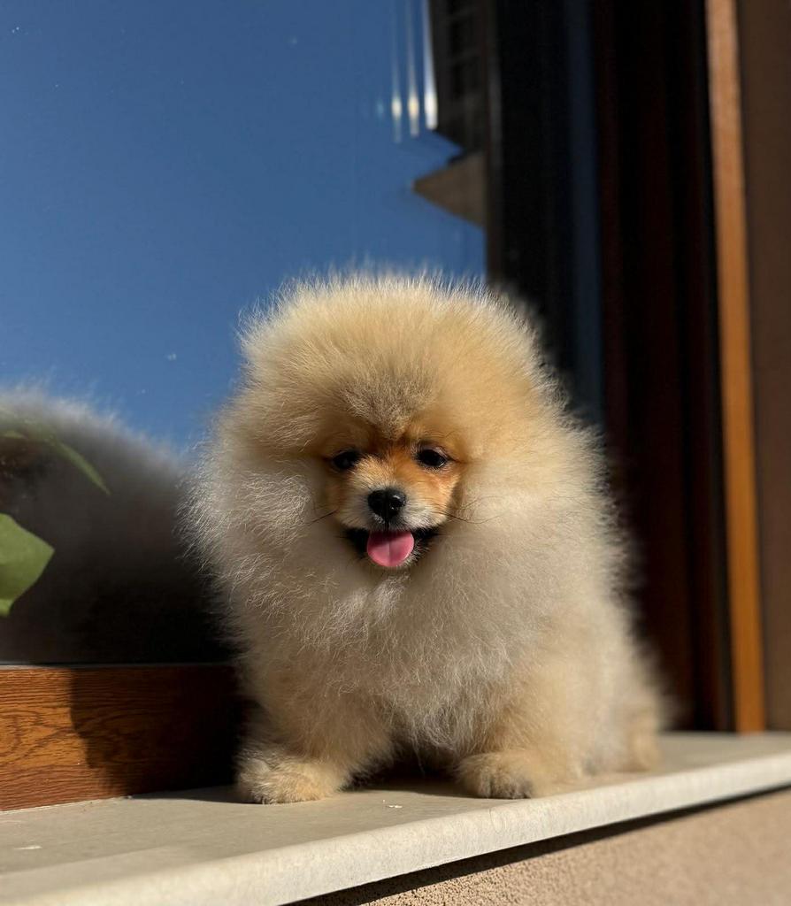 Pomeriaan met Stamboom, Dieren en Toebehoren, 8 tot 15 weken, Buitenland, Parvo, Eén hond
