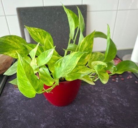 Klimplant, Ophalen, Halfschaduw, Minder dan 100 cm