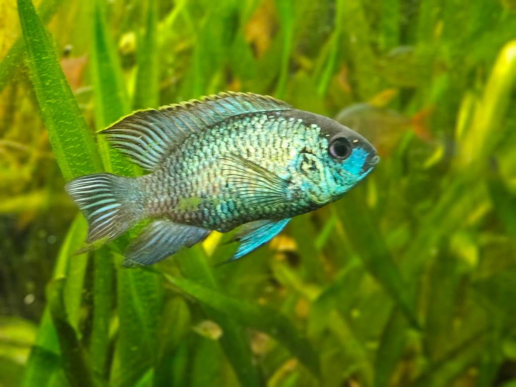 Blauwe acara electric blue, Dieren en Toebehoren, Vissen | Aquariumvissen, Kreeft, Krab of Garnaal