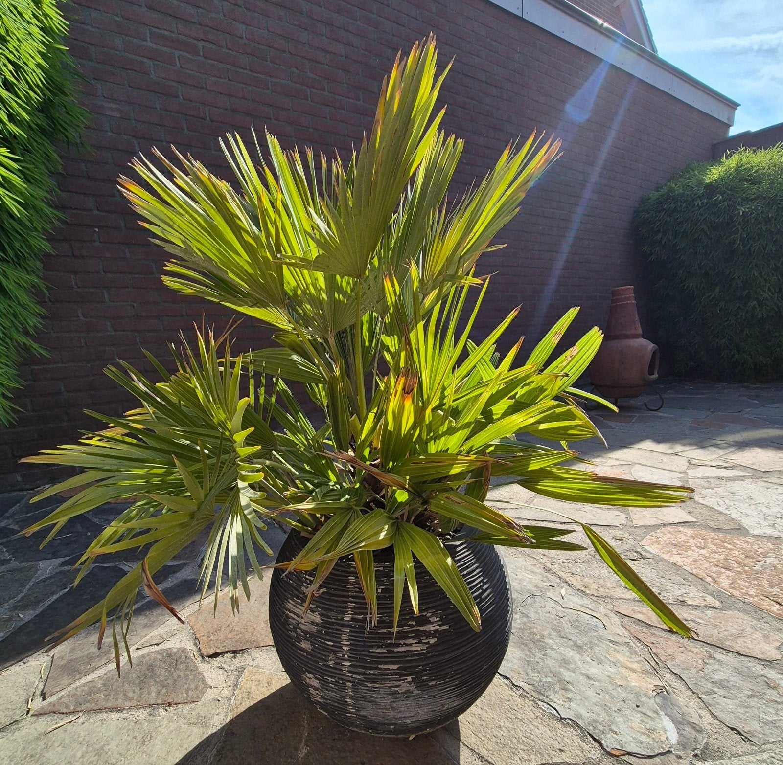 Mooie palmboom in pot - Trachycarpus fortunei, Volle zon, Vaste plant, Bloeit niet, Ophalen