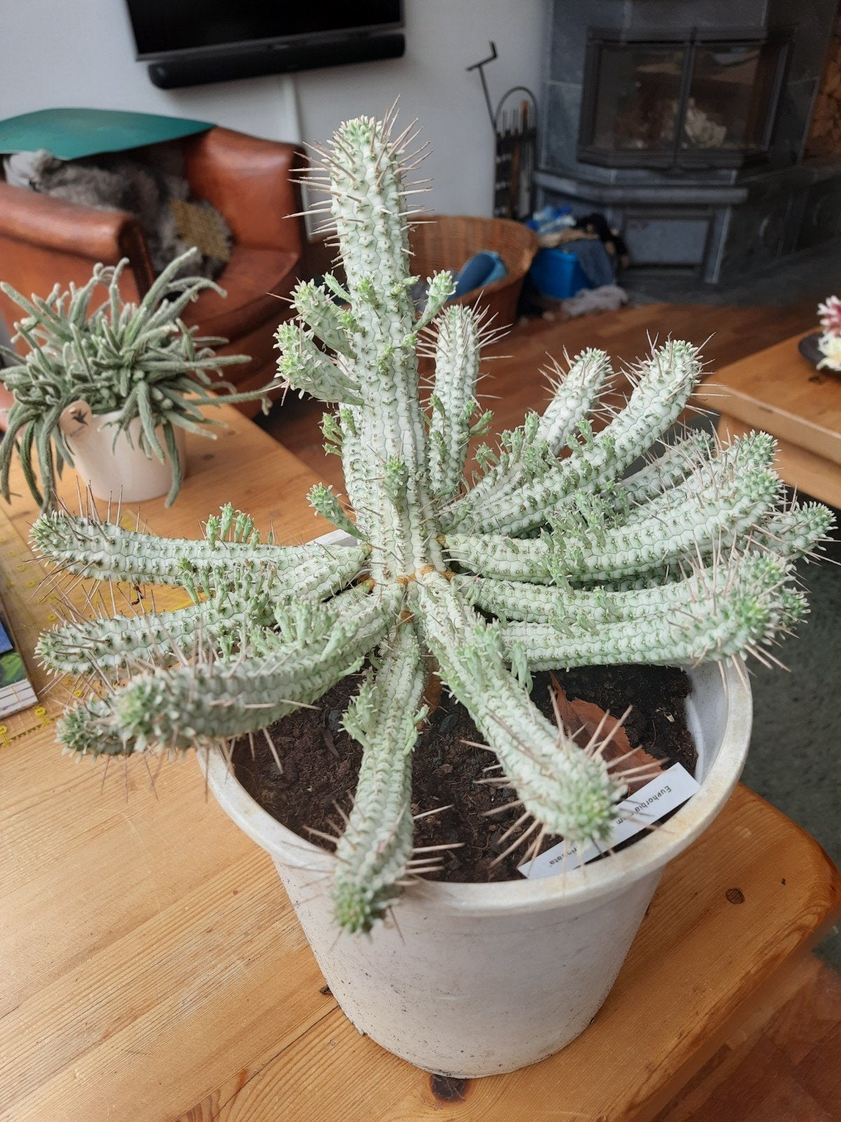 Euphorbia mammillaris 'Variegata', Ophalen, Volle zon, Minder dan 100 cm