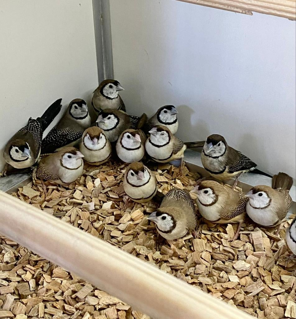 Bichenow astrildes, Dieren en Toebehoren, Meerdere dieren