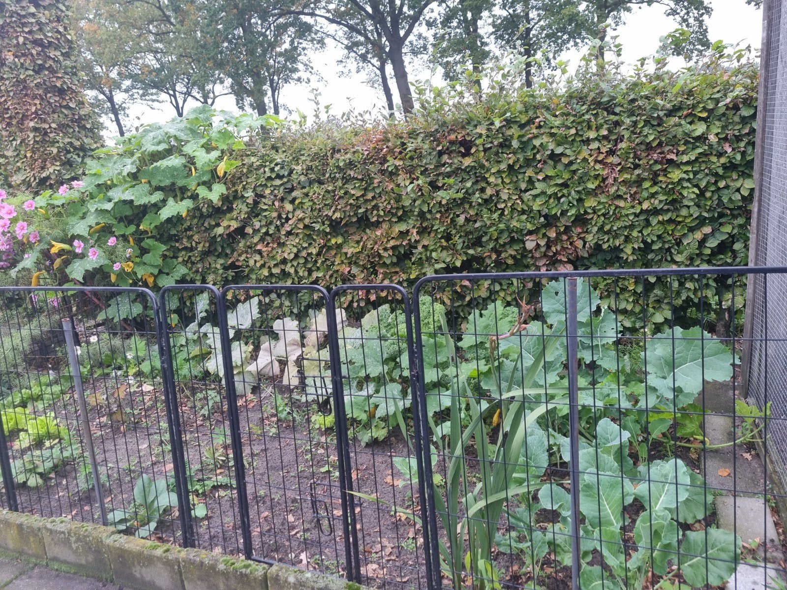 9 grote ren panelen, Ophalen, IJzer