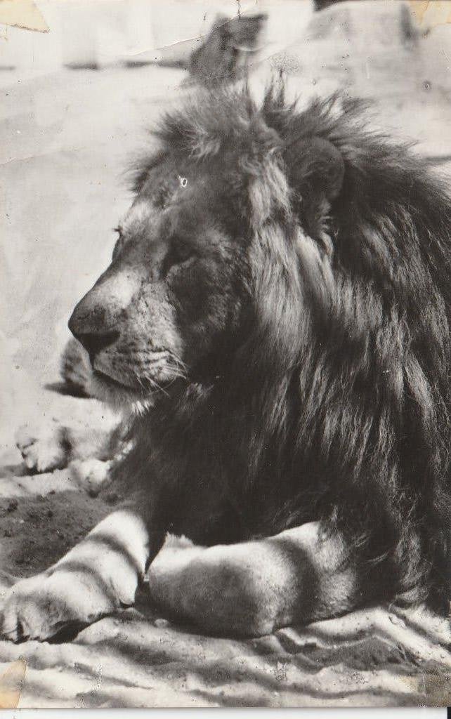 Rhenen   Ouwehands Dierenpark, Verzamelen, Ophalen of Verzenden, 1940 tot 1960, Gelopen, Gelderland