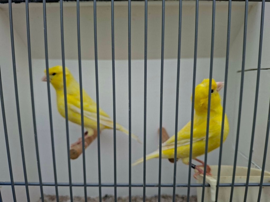 2 kanarie mannen, Mannelijk, Kleurkanarie