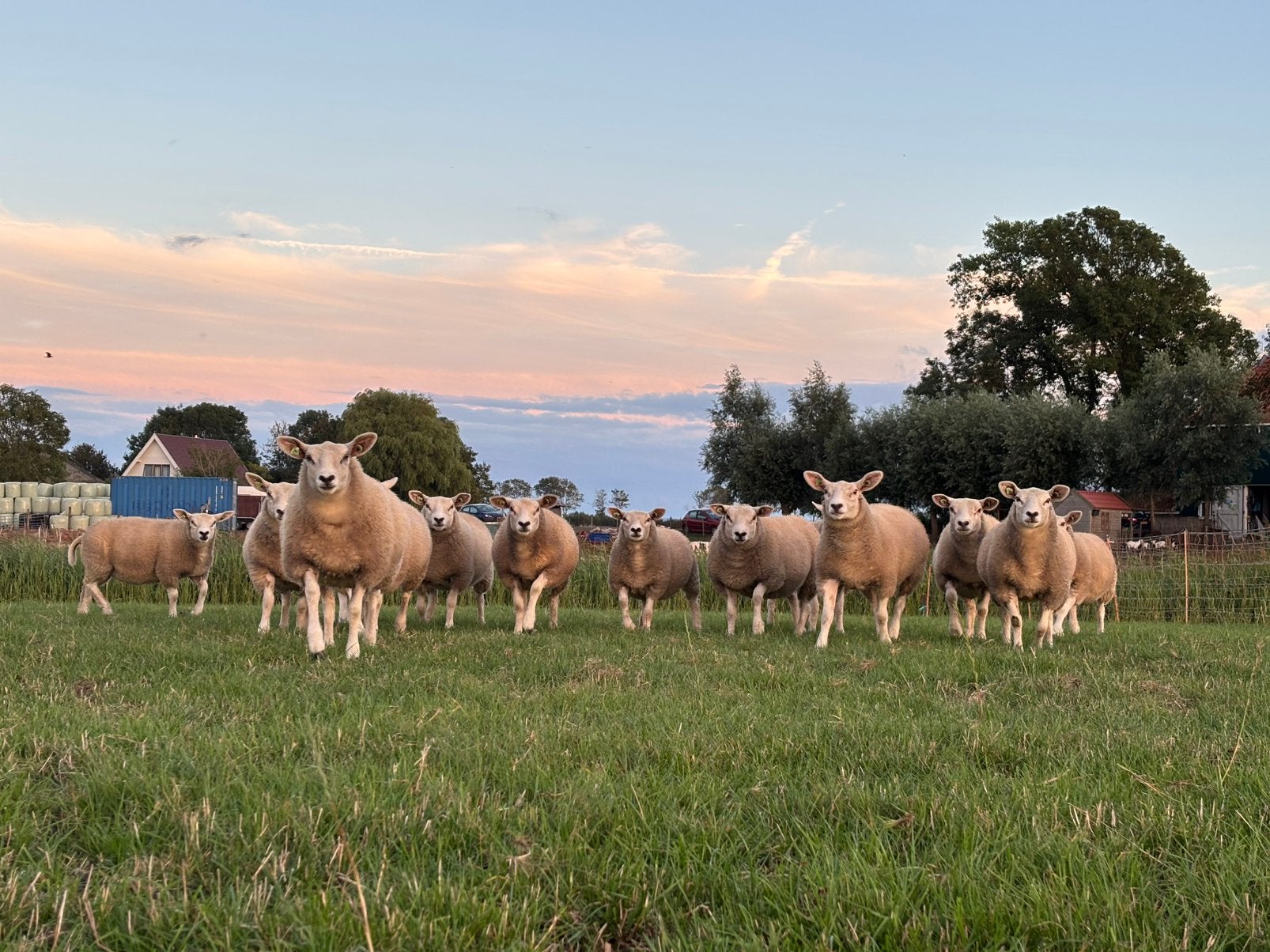Koppel zwoegervrije en scrapievrije swif/tex ooilammeren, Dieren en Toebehoren, Meerdere dieren, Schaap