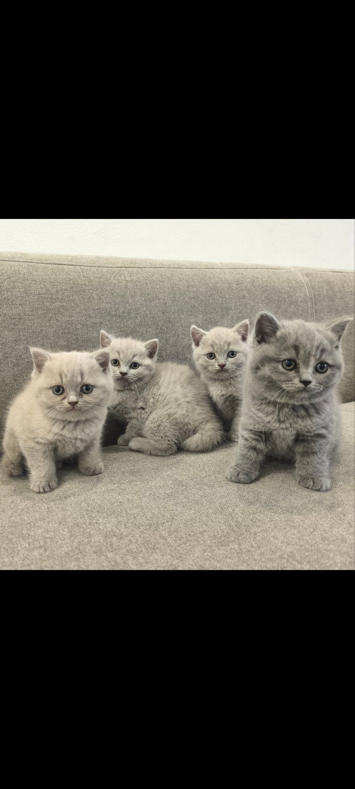 Brits Korthaar kittens, Dieren en Toebehoren, Meerdere dieren