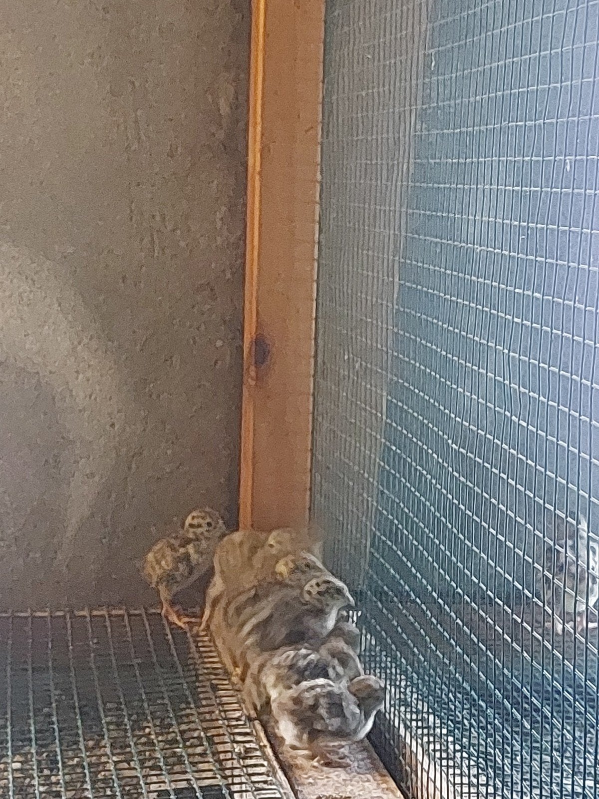 Europese patrijs kuikens, Dieren en Toebehoren, Pluimvee, Meerdere dieren, Eend