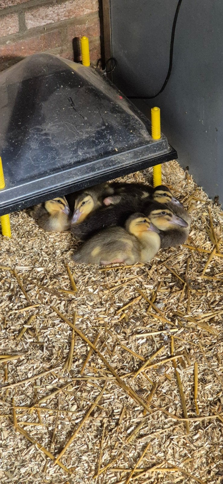 Indische loopeend kuikens, Dieren en Toebehoren, Meerdere dieren, Eend