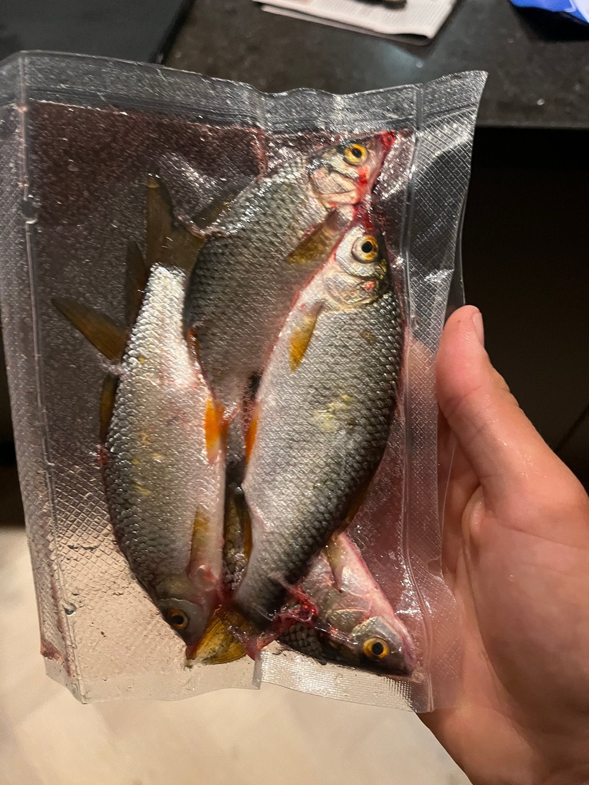 20 Aasvissen (10-18 cm) voor Snoek en Roofvis, Ophalen, Nieuw, Overige typen