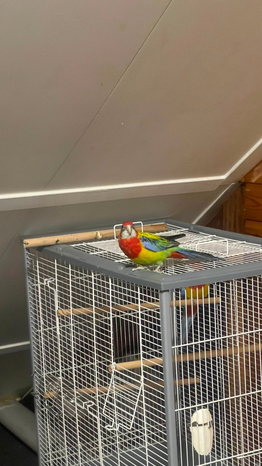 Schitterend Koppel Oostelijke Rosella's + Kooi & Extra's, Meerdere dieren, Parkiet, Tam