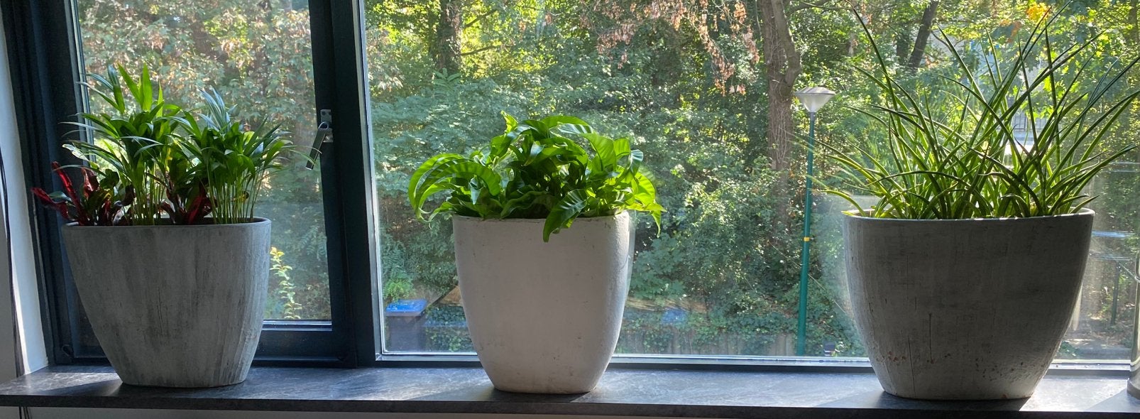 Kamerplanten met pot, Ophalen, Halfschaduw, Minder dan 100 cm