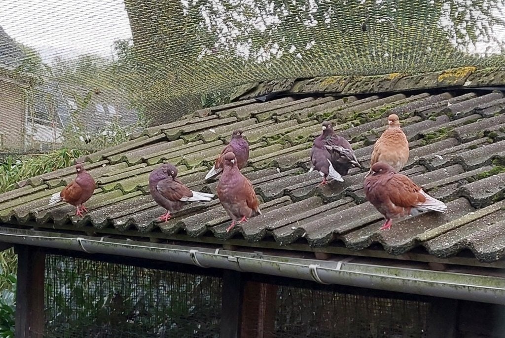 Portugese tuimelaar, Meerdere dieren, Tuimelaar of Roller