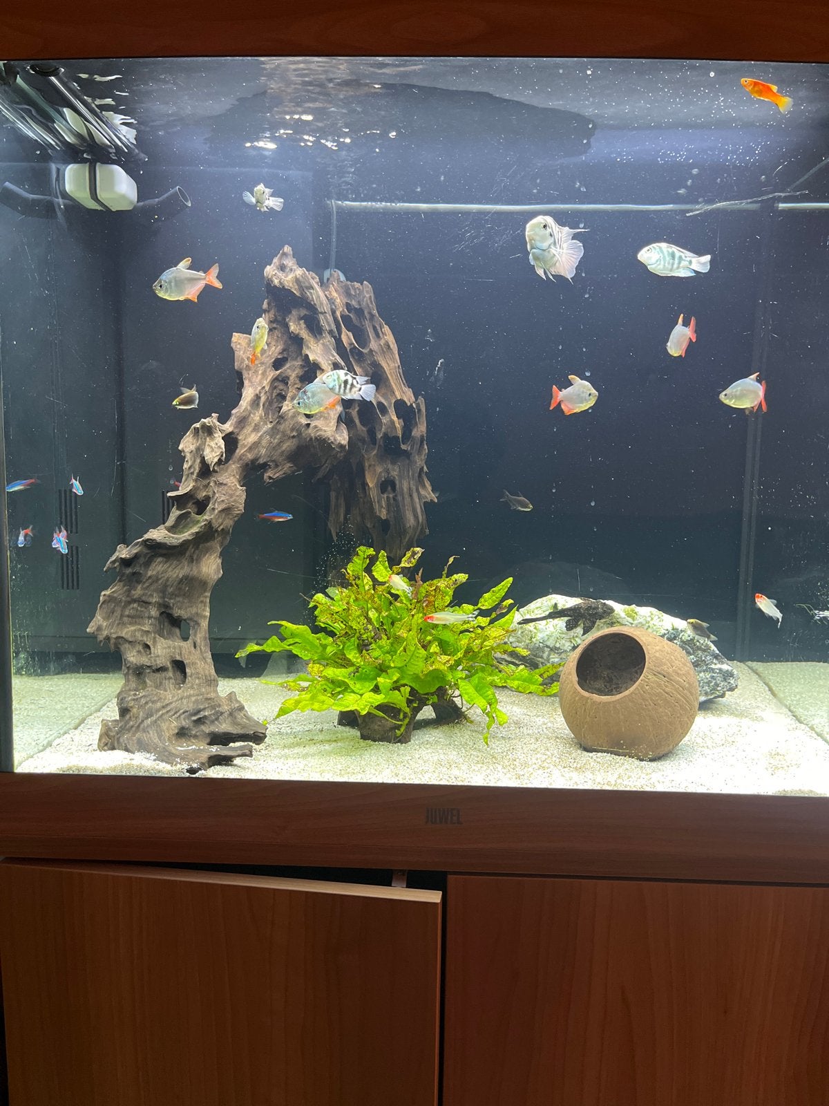 Juwel lido 200l inclusief alle toebehoren en vissen!, Dieren en Toebehoren, Ophalen, Gebruikt, Aquariummeubel, Inclusief vissen