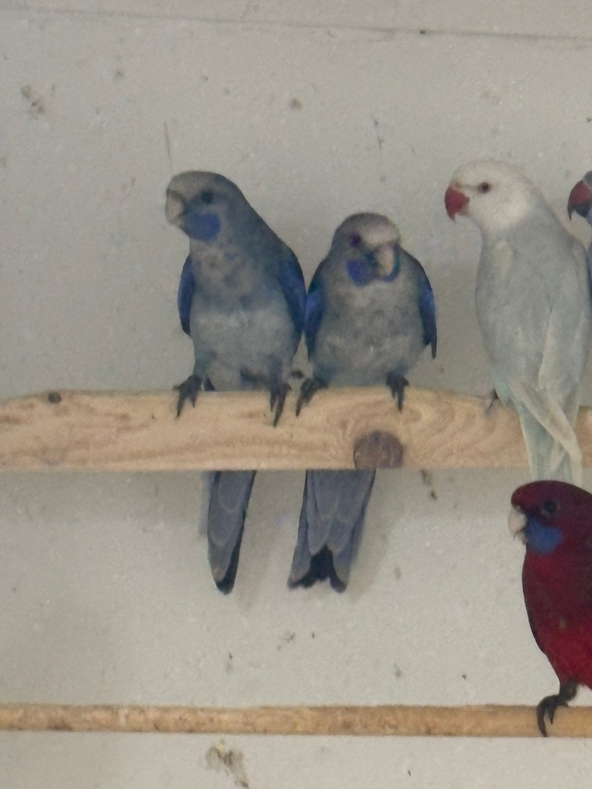 Blauwe Pennanten . Zie omschrijving., Dieren en Toebehoren, Vogels | Parkieten en Papegaaien, Meerdere dieren, Dwergpapegaai of Agapornis