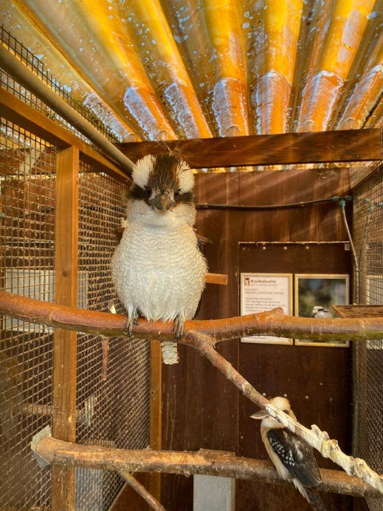 Kookaburra | IJsvogel | Deskundig advies, Dieren en Toebehoren, Pluimvee, Meerdere dieren, Overige soorten