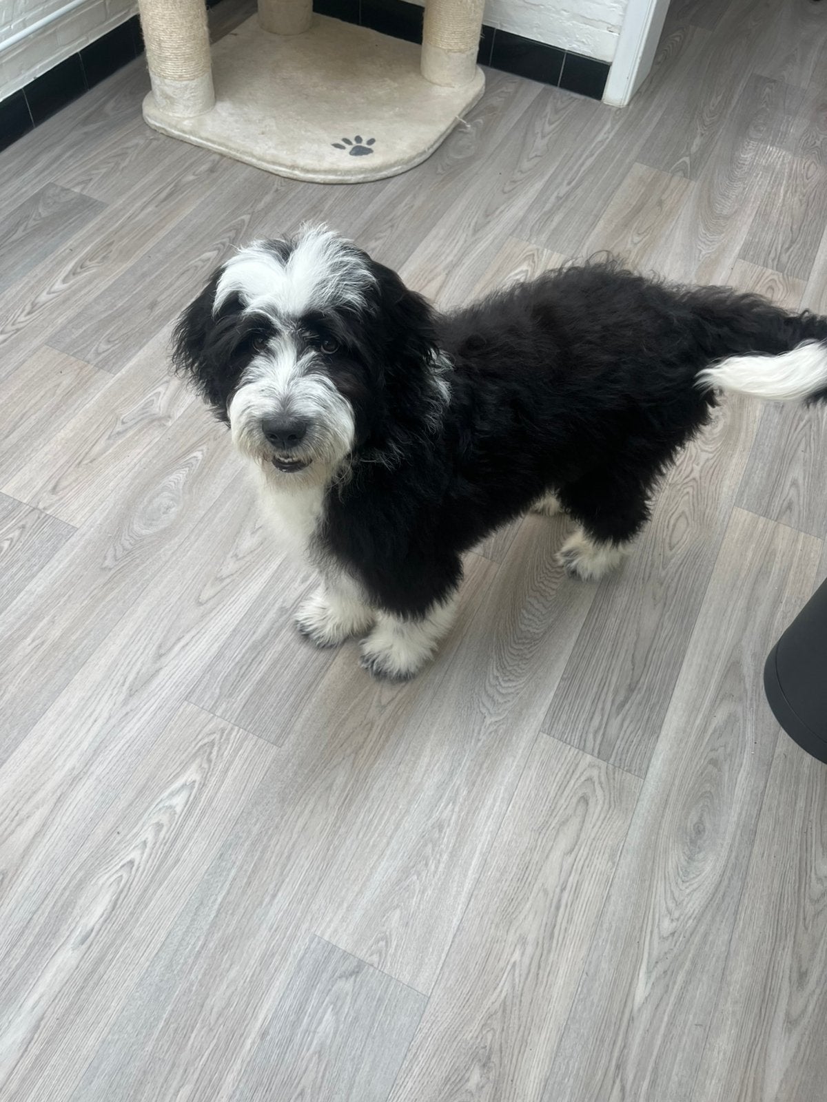 Lieve ausiedoodle pup, Dieren en Toebehoren, Poedel, Parvo, België, Particulier