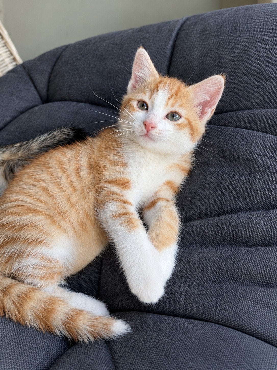 lieve, mooie en speelse kittens. Update karakteromschrijving, Meerdere dieren, Kortharig, 0 tot 2 jaar