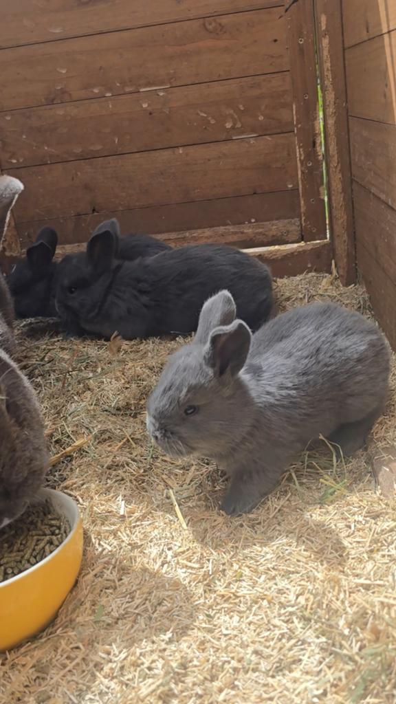 Jonge konijntjes-Vlaamse Reus x Blauwe Wener, Dieren en Toebehoren, Konijnen, Groot, Meerdere dieren