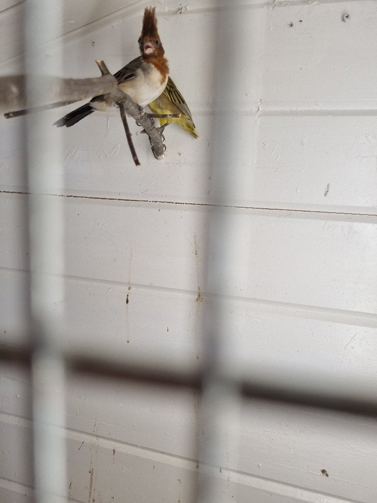 roodkuif kardinaal, Dieren en Toebehoren, Vrouwelijk