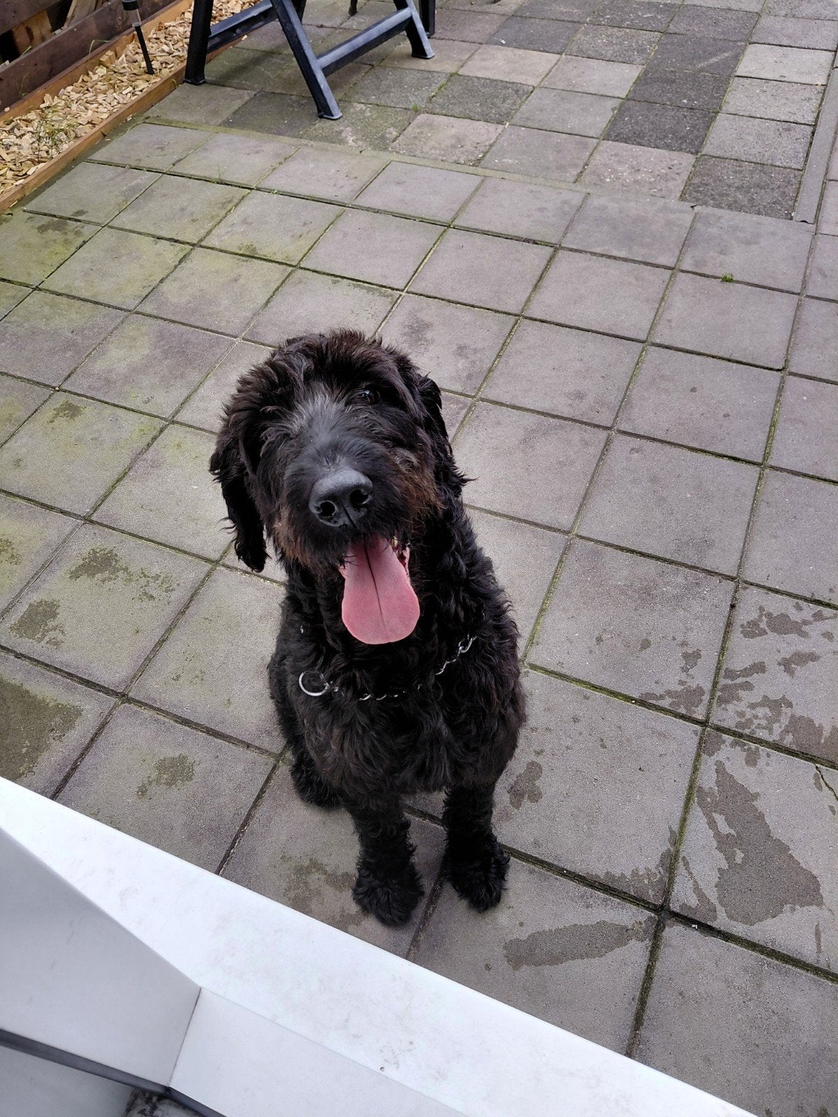 Labrodoodle Pablo - 6 jaar - zoekt liefdevol huis!, 6 jaar of ouder, Reu, Eén hond, Middel