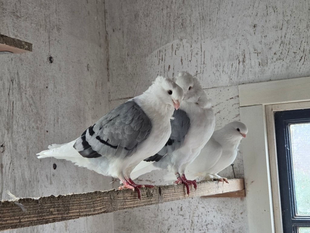 Oud-hollandse meeuwen, Meerdere dieren, Overige soorten