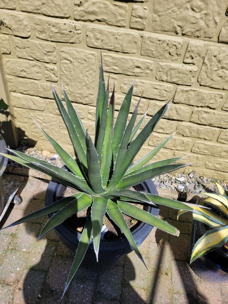 Agave Ghiesbreghtii, Ophalen, Bloeit niet, Overige soorten, Volle zon