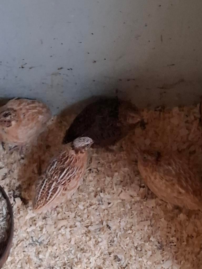 Kwartel hannen, Dieren en Toebehoren, Mannelijk