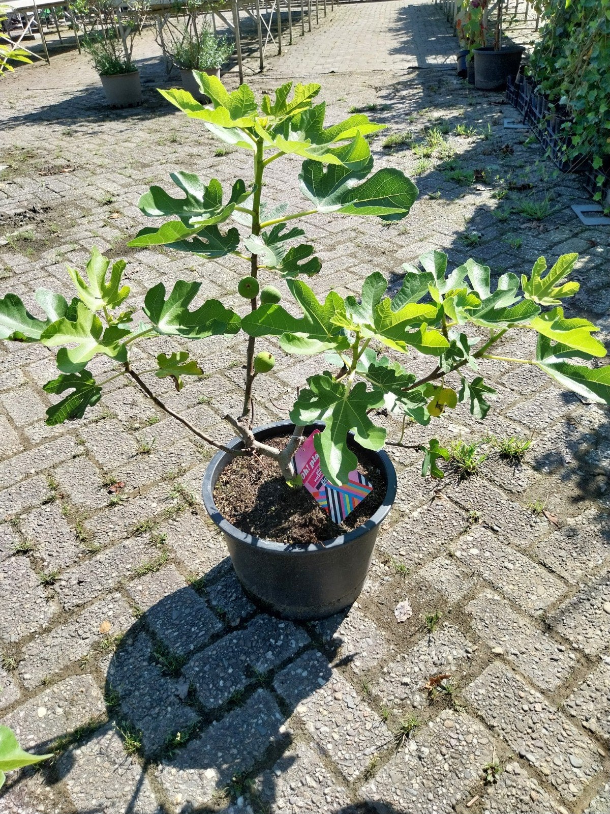 Ficus Carica 'Hector' Vijgenstruik - Heerlijke Vruchten, Ophalen, Overige soorten, Struik, 100 tot 250 cm