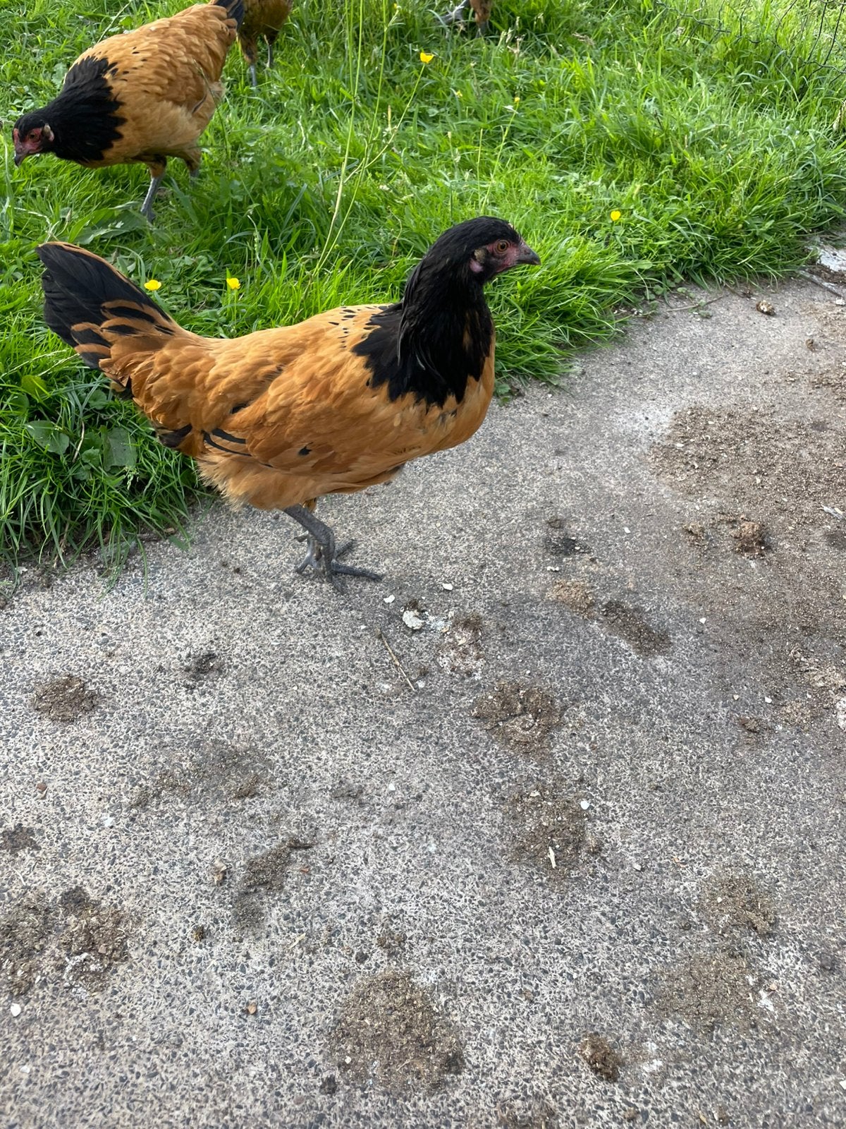 Vorwerk kippen, Dieren en Toebehoren, Pluimvee, Vrouwelijk, Kip