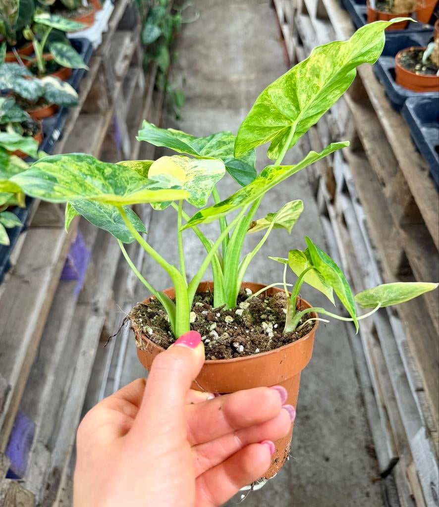 Alocasia  macrorrhiza Aurea, Huis en Inrichting, Kamerplanten, Ophalen of Verzenden, Halfschaduw, Minder dan 100 cm