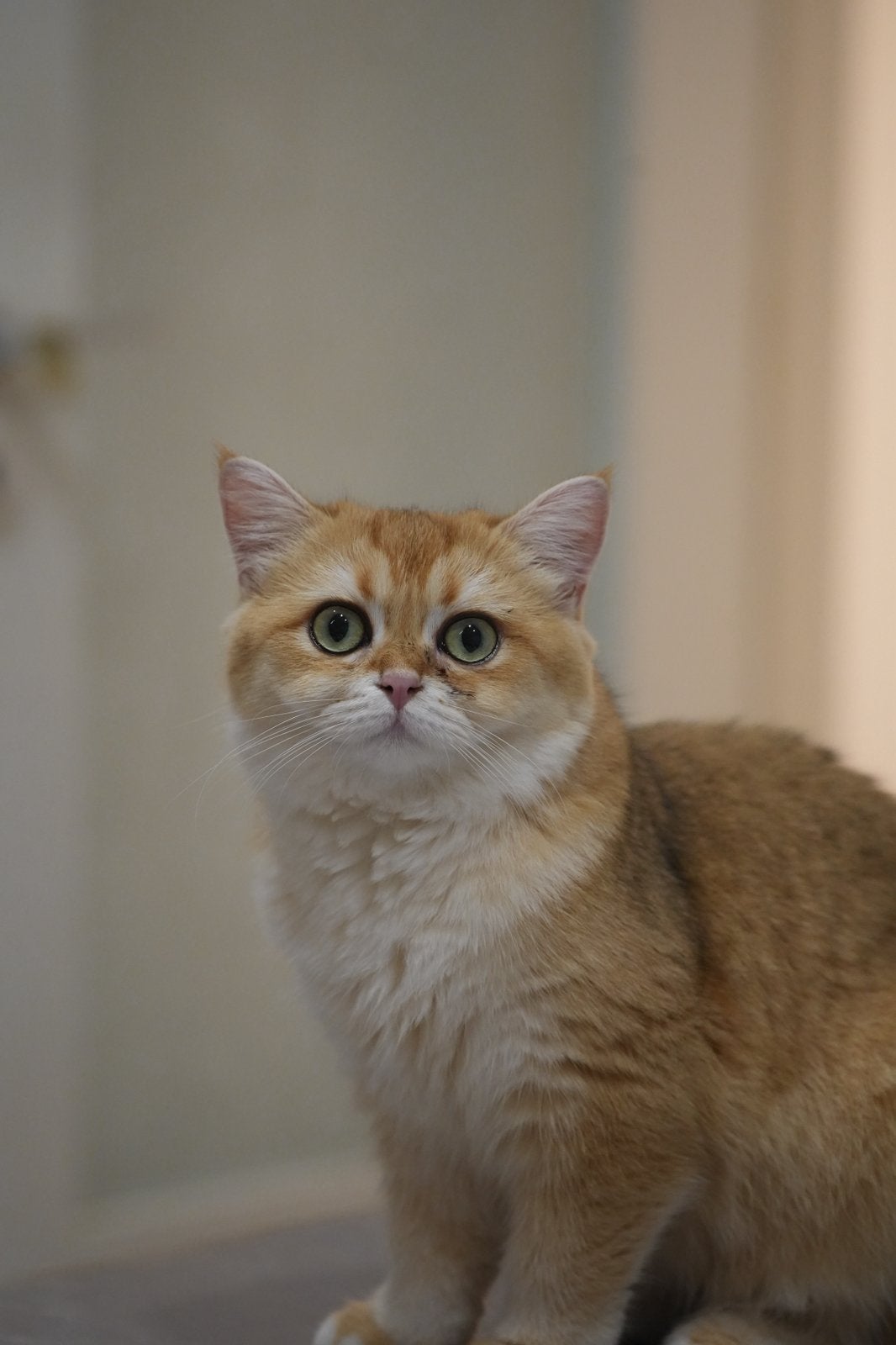 British Shorthair Black Golden + Point, Meerdere dieren, Met stamboom, 0 tot 2 jaar