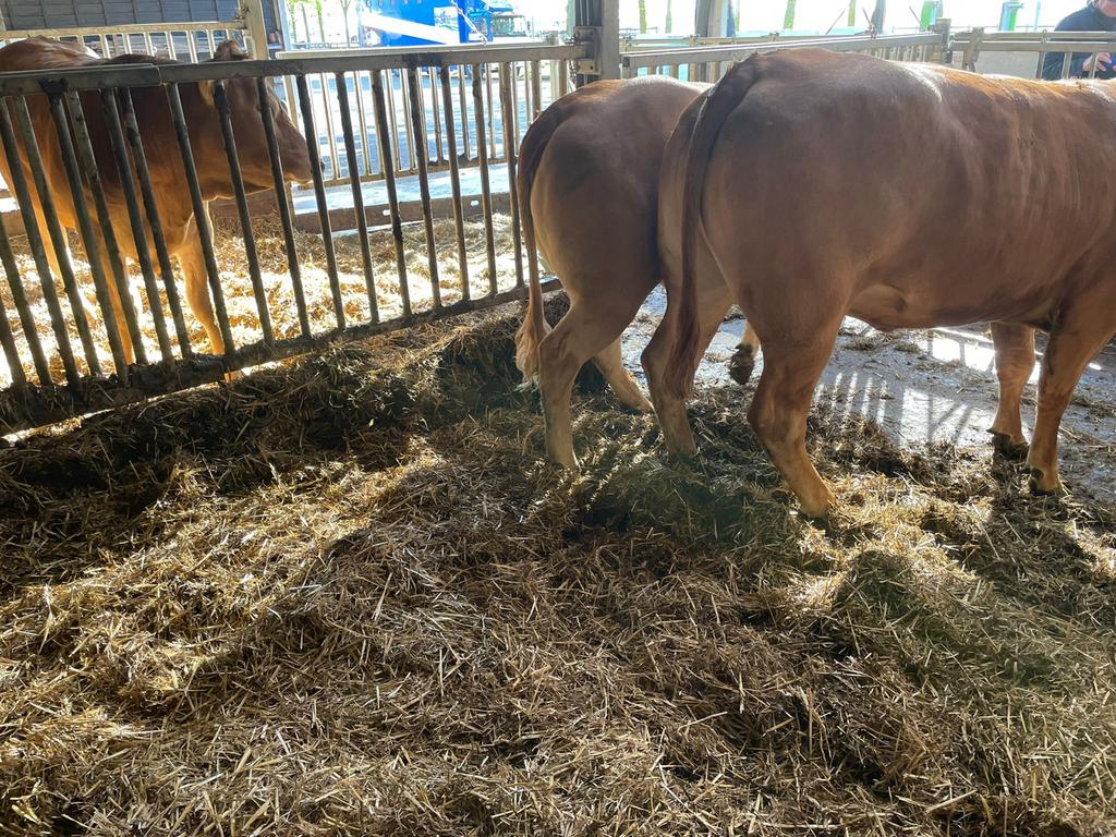 Drachtige limousin vaarzen, Dieren en Toebehoren, Vrouwelijk