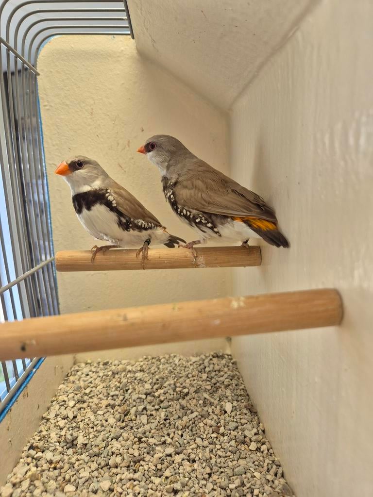 Koppel Diamantvinken, Geelsnavel Bruin!, Dieren en Toebehoren, Vogels | Overige Vogels, Meerdere dieren