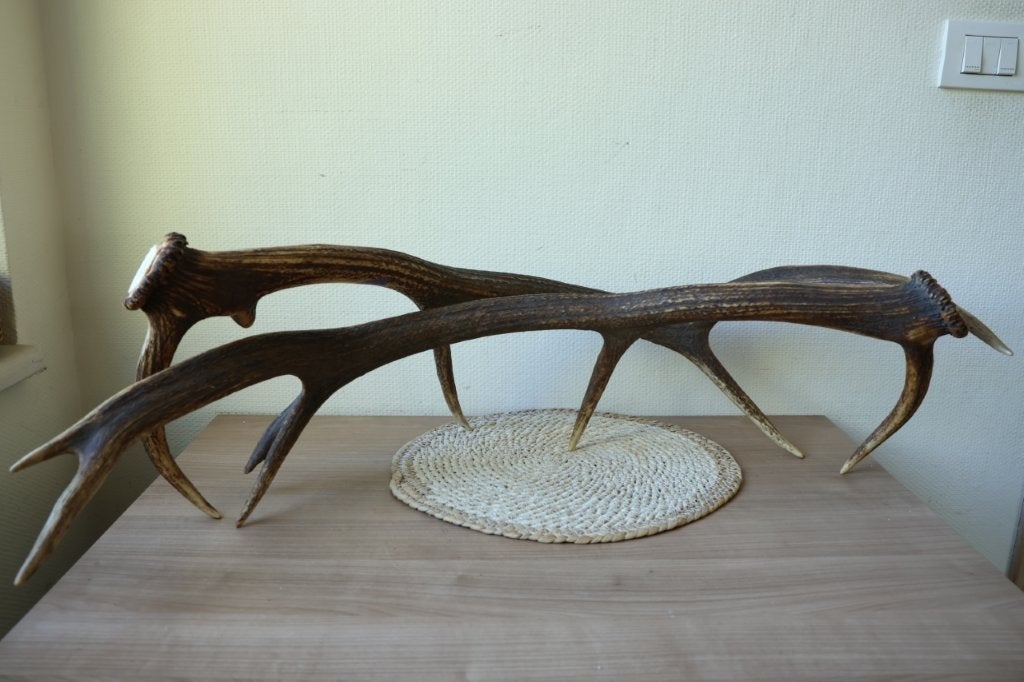 Taxidermie gewei stangen hert, Verzamelen, Dierenverzamelingen, Ophalen, Gebruikt, Hert, Gewei of Kop