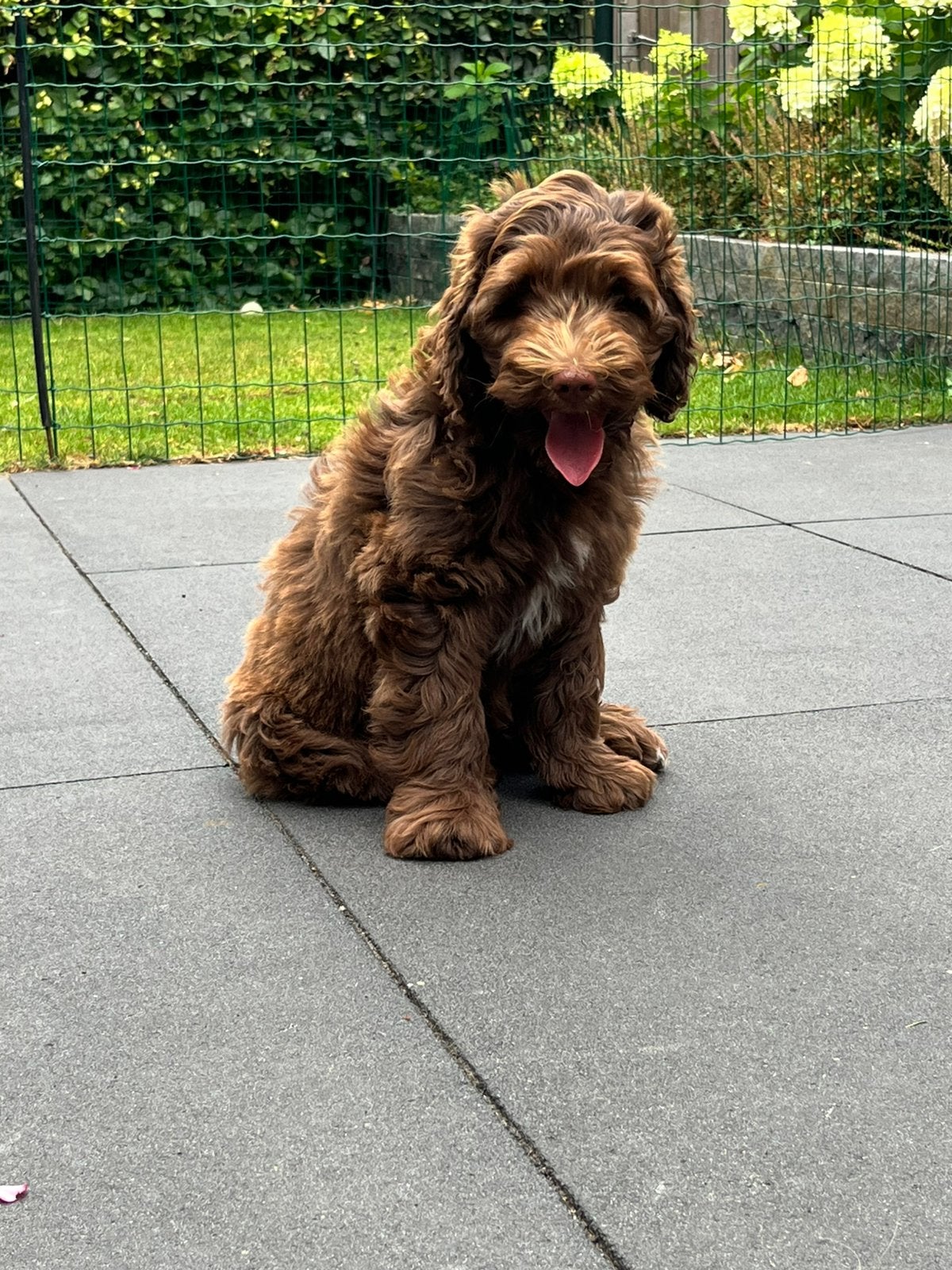Half Australian labradoodle pup, HCC (leverziekte), 8 tot 15 weken, Eén hond, Nederland