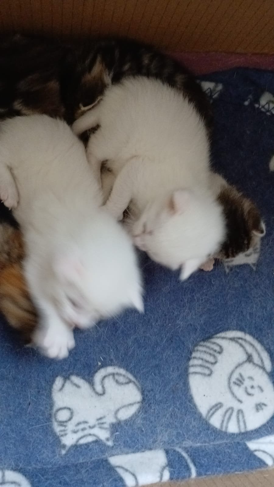 Nog drie mooie kruising kittens, Dieren en Toebehoren, Katten en Kittens | Raskatten | Korthaar, Meerdere dieren