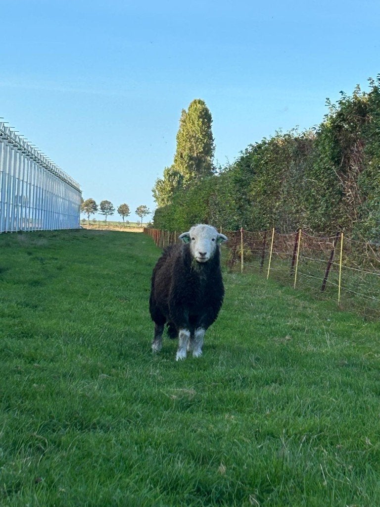 Tweeling Ram te koop, Dieren en Toebehoren, Mannelijk, Schaap, 0 tot 2 jaar