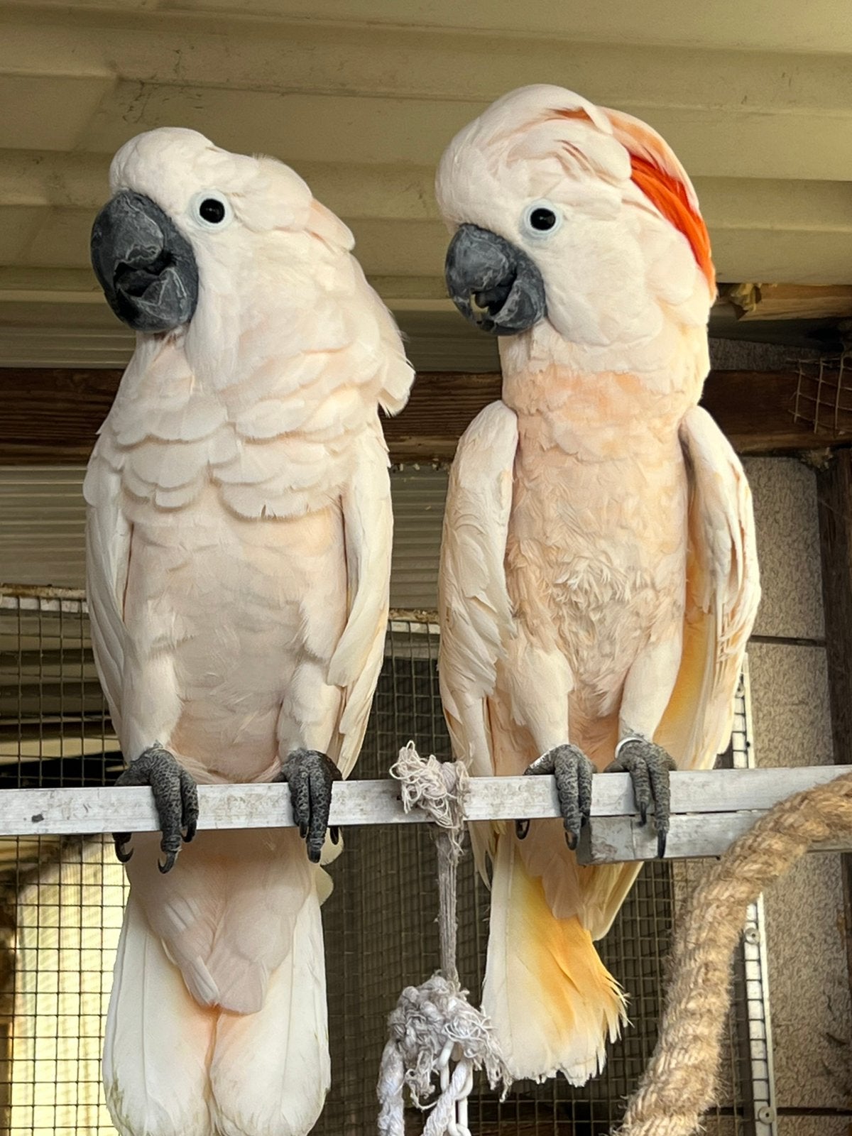 1-1 Molukken kaketoe | Cacatua Moluccensis, Meerdere dieren, Papegaai, Pratend
