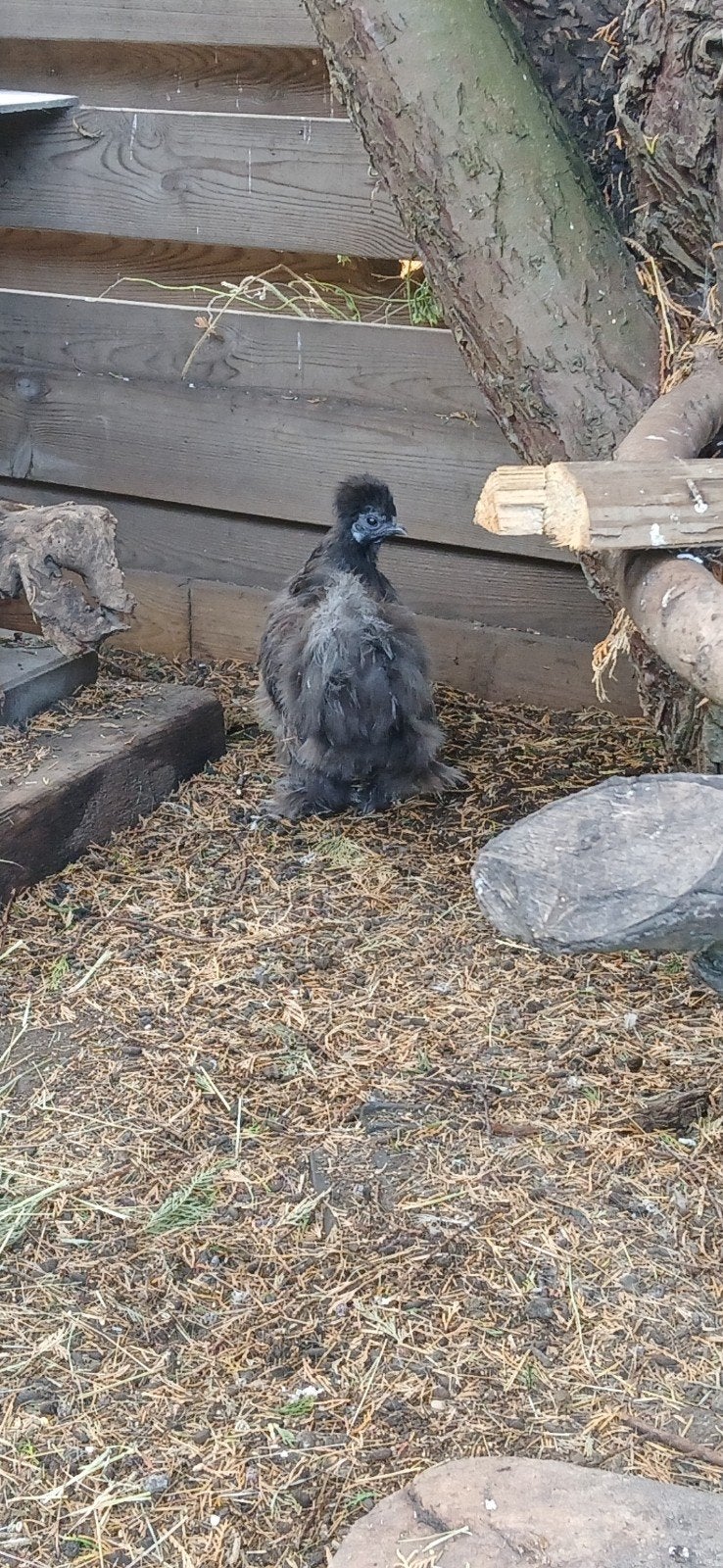 3 zijdehoen, Dieren en Toebehoren, Pluimvee, Vrouwelijk, Kip
