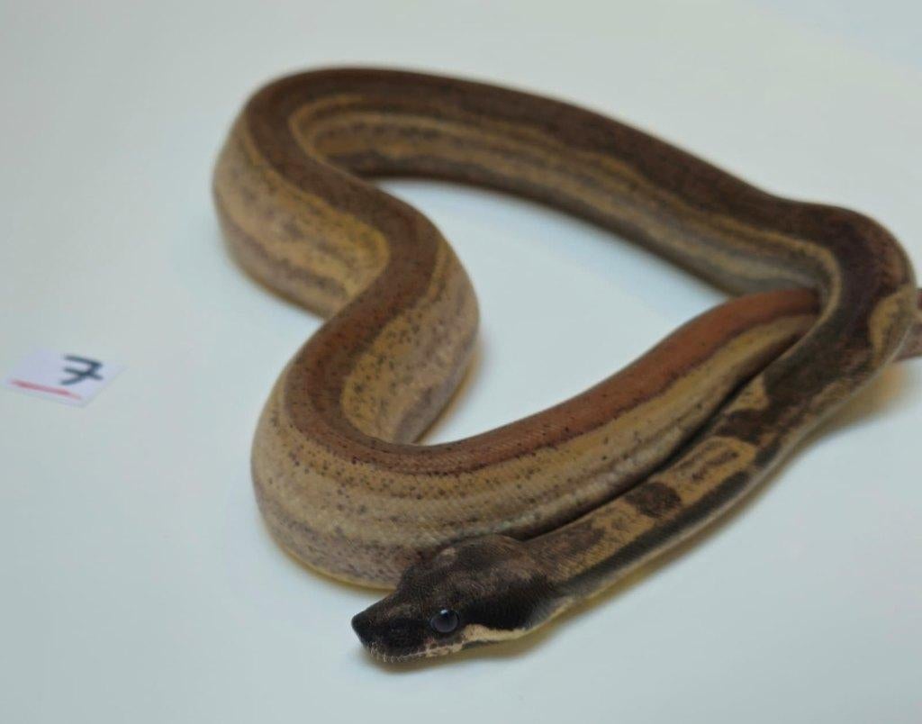 Boa Motley poss jungle 66% VPI 66% Leopard, Slang, 0 tot 2 jaar