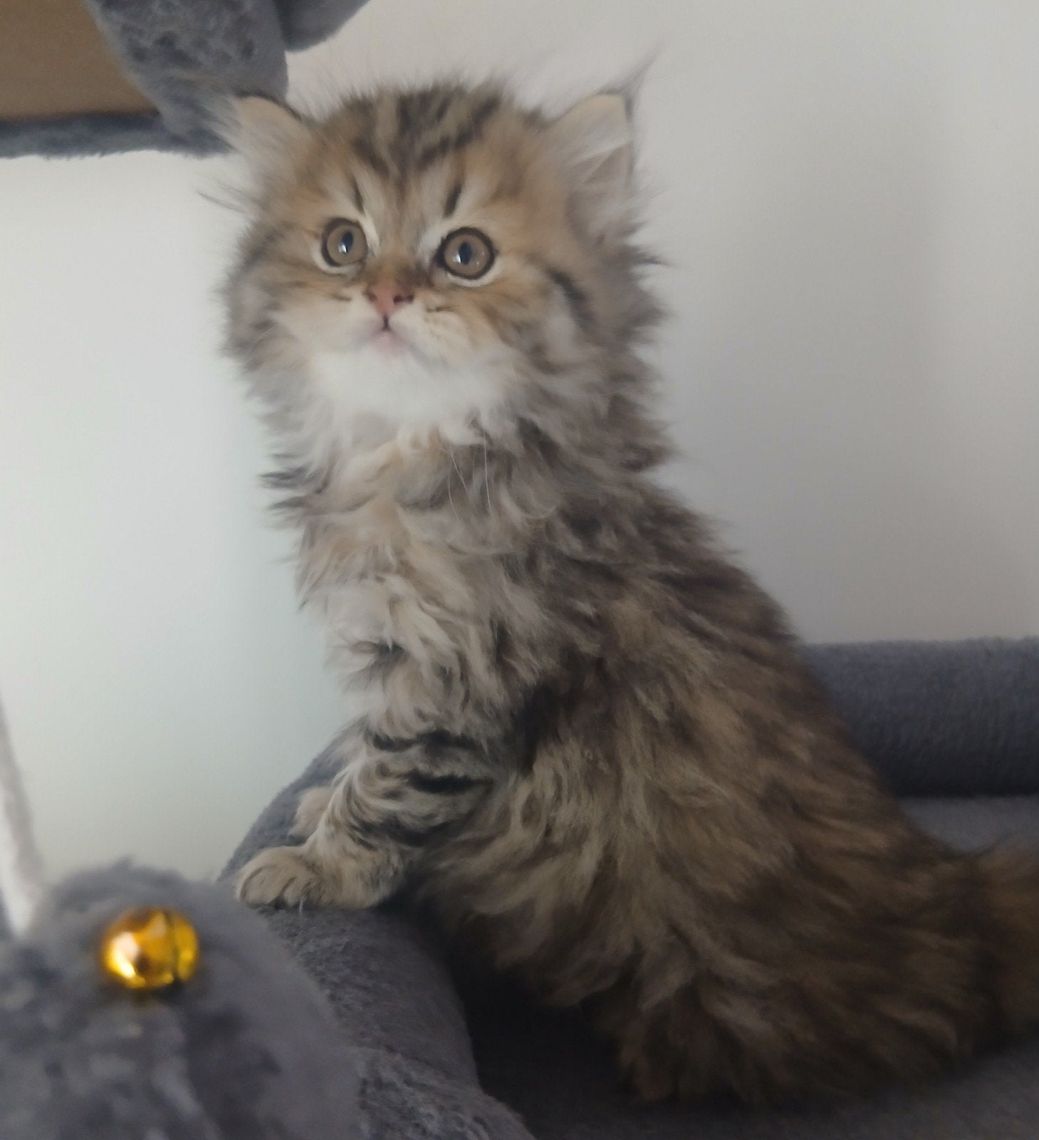 Zeer mooie Britse Langhaar kittens!, Meerdere dieren, Gechipt, 0 tot 2 jaar